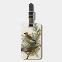 Audubon Cedar Waxwing Bird