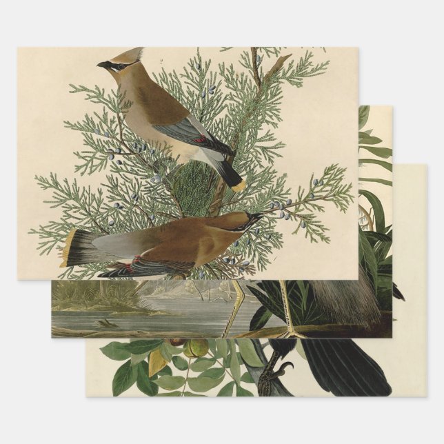 Audubon Cedar Waxwing Bird Geschenkpapier Set (Set)