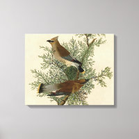 Audubon Cedar Waxwing Bird