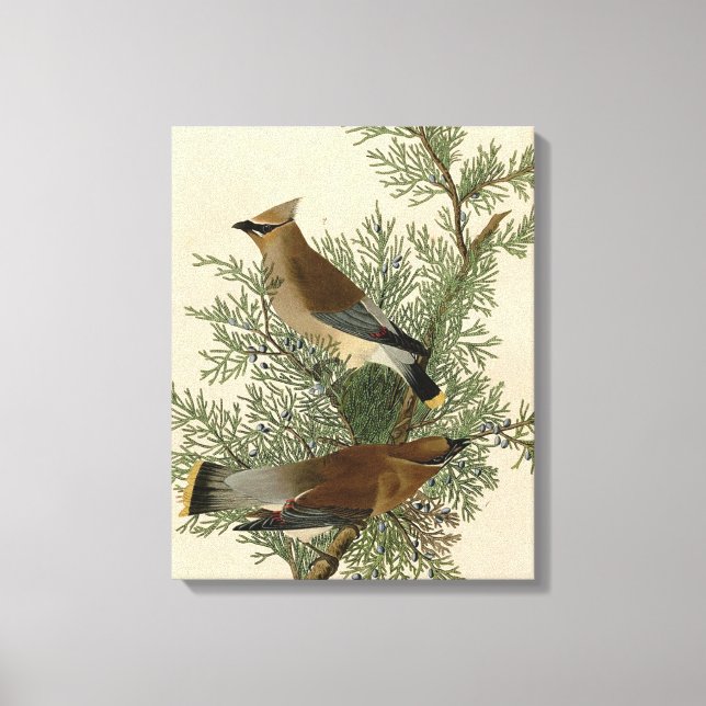 Audubon Cedar Waxwing Bird Leinwanddruck (Vorderseite)