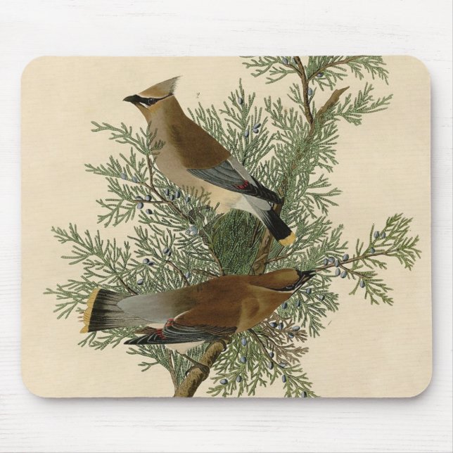 Audubon Cedar Waxwing Bird Mousepad (Vorne)