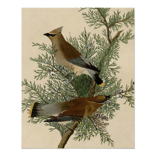 Audubon Cedar Waxwing Bird Poster (Vorderseite)