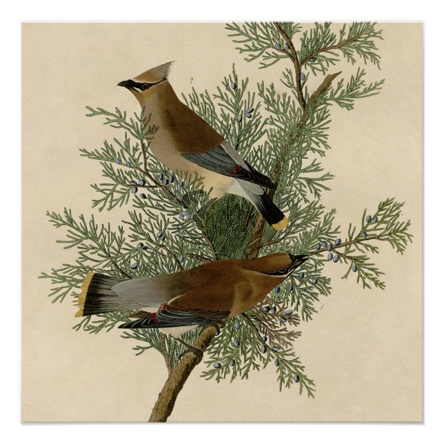 Audubon Cedar Waxwing Bird Poster