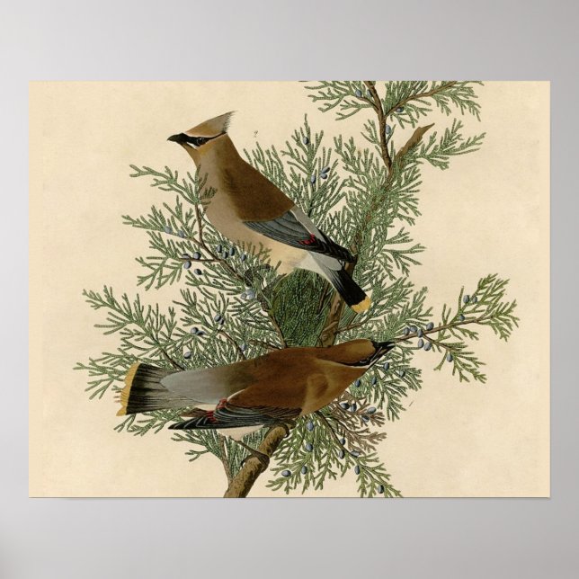 Audubon Cedar Waxwing Bird Poster (Vorne)