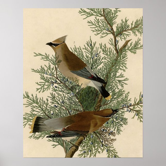 Audubon Cedar Waxwing Bird Poster (Vorne)
