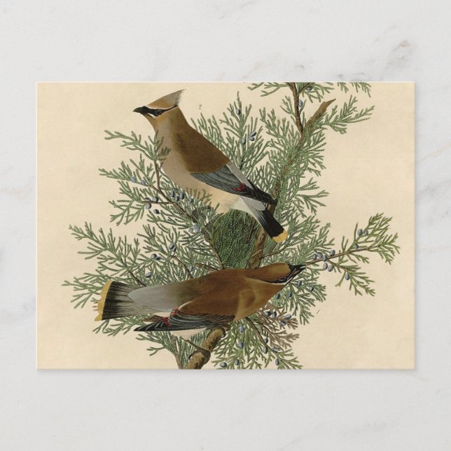 Audubon Cedar Waxwing Bird Postkarte (Vorderseite)