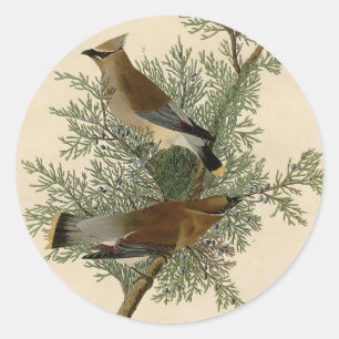 Audubon Cedar Waxwing Bird Runder Aufkleber