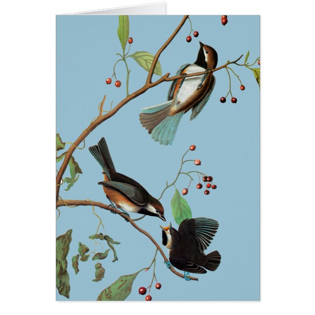 Audubon: Chickadee (Vorne)