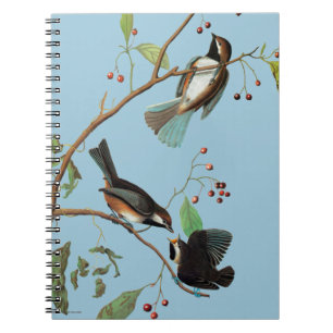 Audubon: Chickadee Notizblock