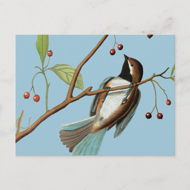 Audubon: Chickadee Postkarte (Vorderseite)