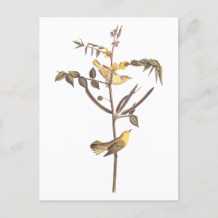 Audubon Children's Warbler Songbird Postkarte