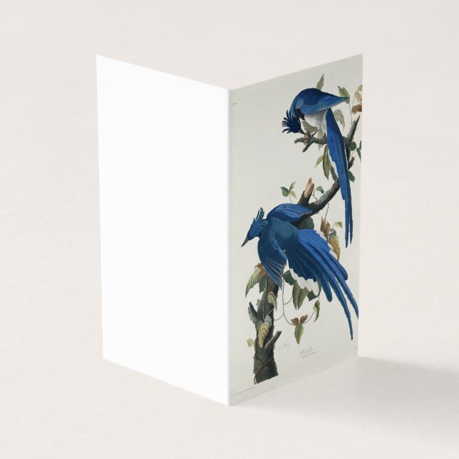 Audubon Columbia Jay Black Throated Magpie Jay (Vorderseite)