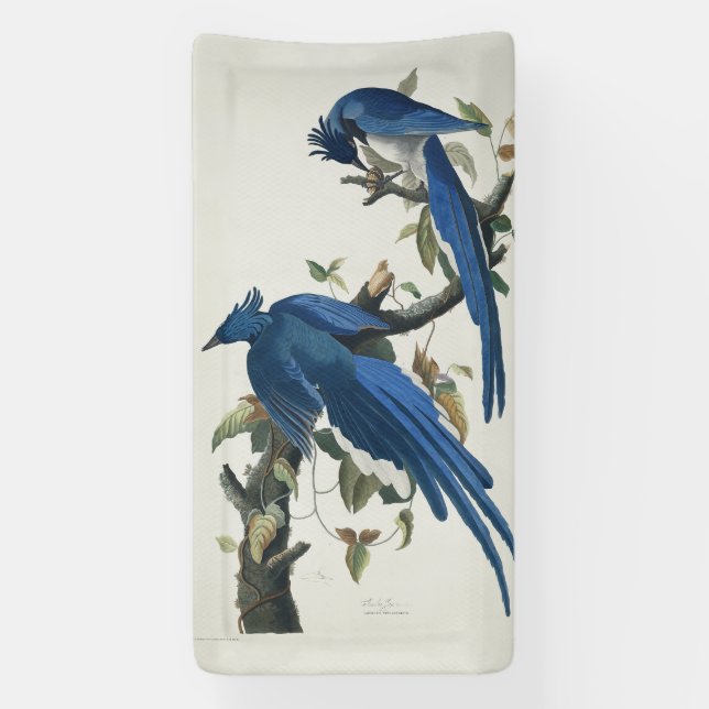 Audubon Columbia Jay Black Throated Magpie Jay Banner (Vertikal)