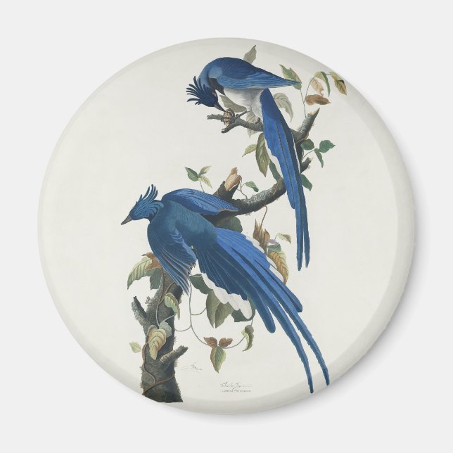 Audubon Columbia Jay Black Throated Magpie Jay Magnet (Vorne)