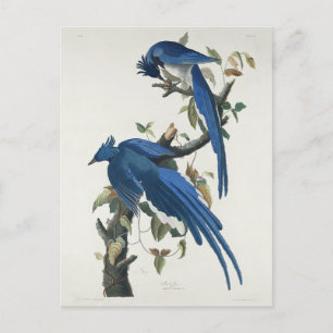Audubon Columbia Jay Black Throated Magpie Jay Postkarte