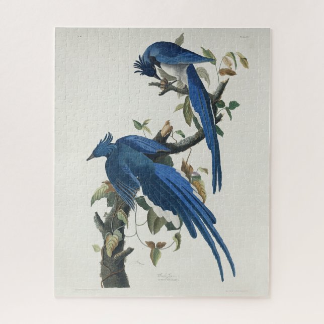Audubon Columbia Jay Black Throated Magpie Jay Puzzle (Vertikal)