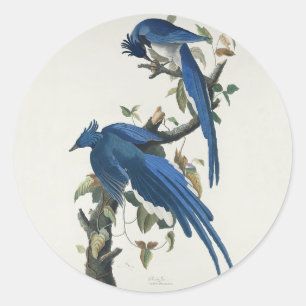 Audubon Columbia Jay Black Throated Magpie Jay Runder Aufkleber