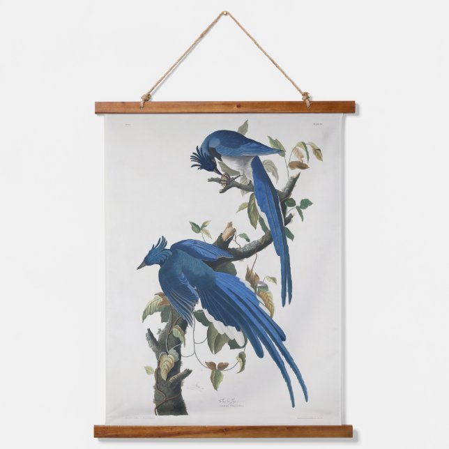 Audubon Columbia Jay Black Throated Magpie Jay Wandteppich Mit Holzrahmen (Vorderseite)