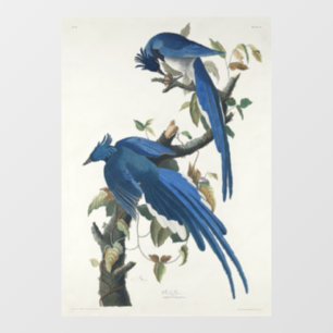 Audubon Columbia Jay Schwarzkopf Elsterjay Fensteraufkleber