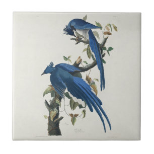 Audubon Columbia Jay Schwarzkopf Elsterjay Fliese