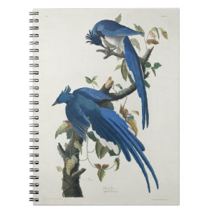 Audubon Columbia Jay Schwarzkopf Elsterjay Notizblock