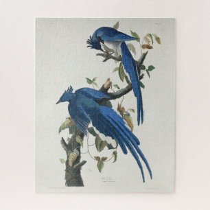 Audubon Columbia Jay Schwarzkopf Elsterjay Puzzle