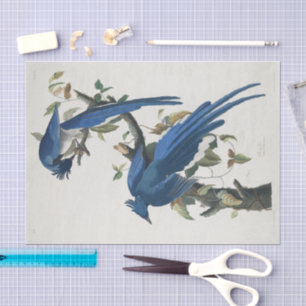 Audubon Columbia Jay Schwarzkopf Elsterjay Seidenpapier