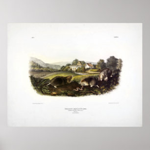 Audubon (Common American Shrew Mole) Poster
