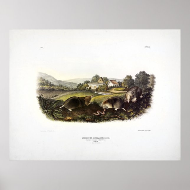Audubon (Common American Shrew Mole) Poster (Vorne)