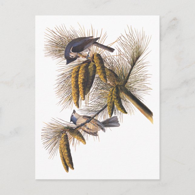 Audubon Crested Titmouse Birds in Pine Tree Postkarte (Vorderseite)