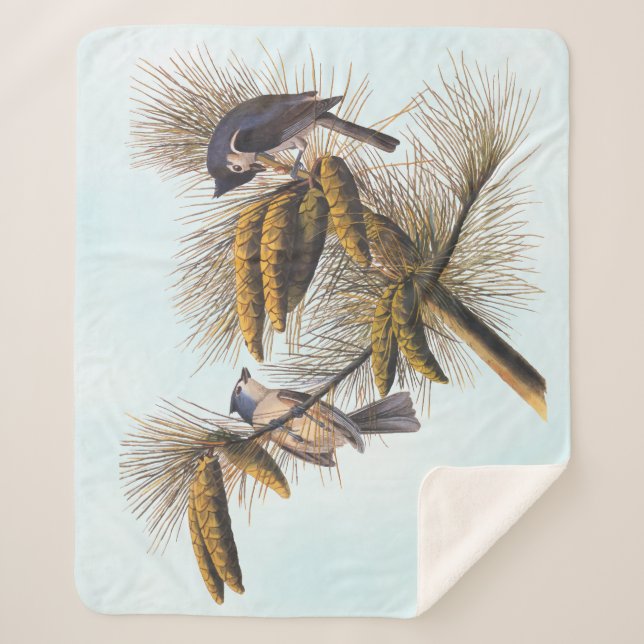 Audubon Crested Titmouse Birds in Pine Tree Sherpadecke (Vorderseite)