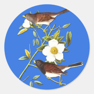Audubon Dark Mit Augen Junco Bird Art Stickers