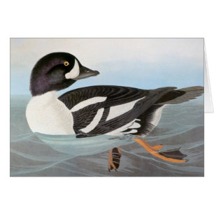 Audubon: Der Goldeneye des Karrens