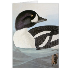 Audubon: Der Goldeneye des Karrens