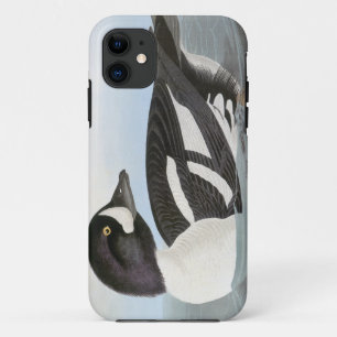 Audubon: Der Goldeneye des Karrens iPhone 11 Hülle