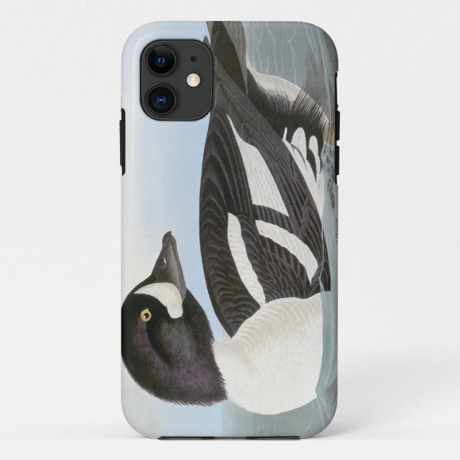 Audubon: Der Goldeneye des Karrens Case-Mate iPhone Hülle (Rückseite)