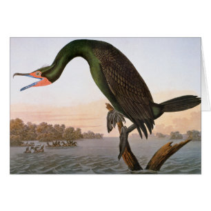 Audubon: Doppelkreuz