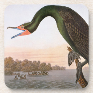 Audubon: Doppelter Kormoran mit Haube Getränkeuntersetzer