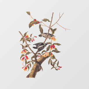Audubon Downy Woodpecker Couple mit Blume Fensteraufkleber