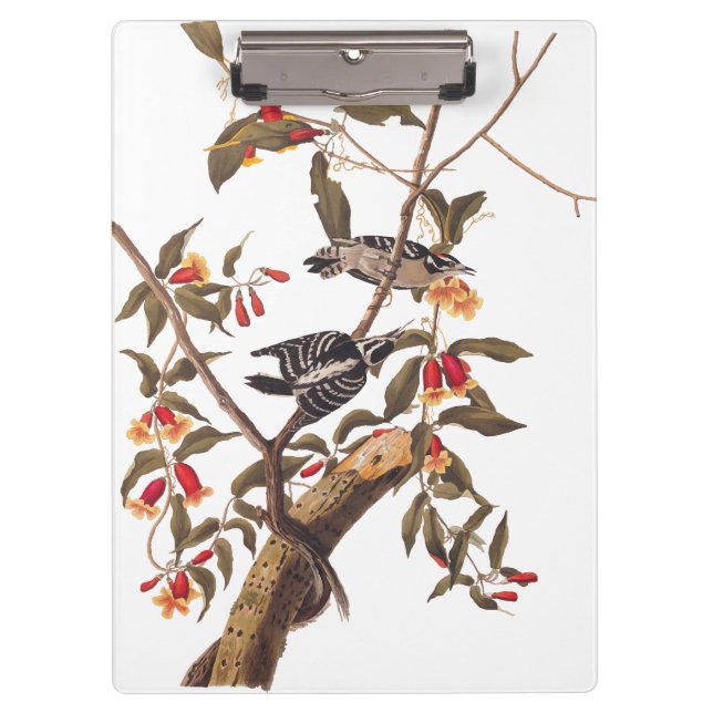 Audubon Downy Woodpecker Couple mit Blume Klemmbrett (Vorderseite)