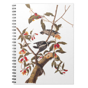 Audubon Downy Woodpecker Couple mit Blume Notizblock