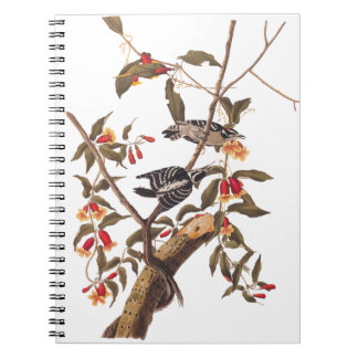 Audubon Downy Woodpecker Couple mit Blume Notizblock
