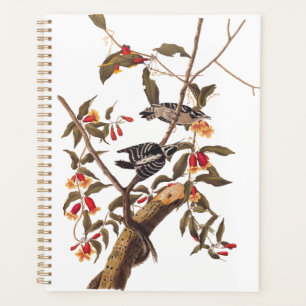 Audubon Downy Woodpecker Couple mit Blume Planer