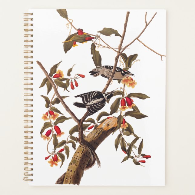 Audubon Downy Woodpecker Couple mit Blume Planer (Vorderseite)