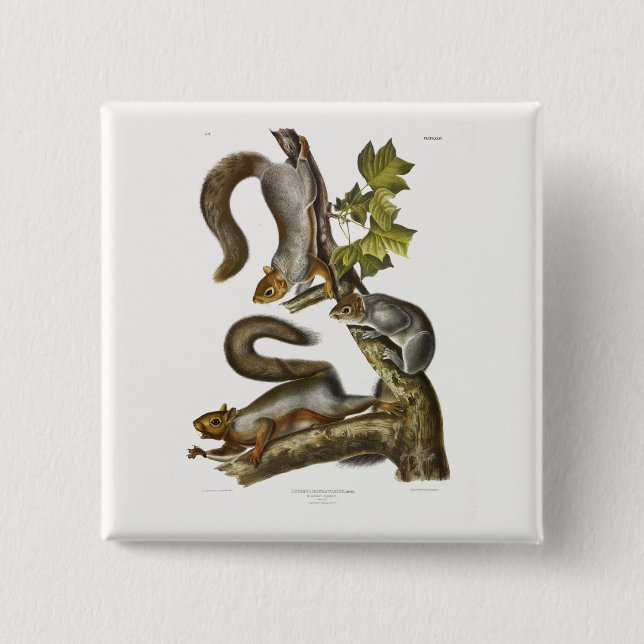 Audubon (Eastern Gray Eichhörnchen) Button (Vorderseite)