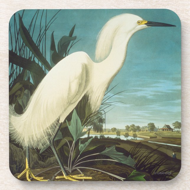 Audubon: Egret Getränkeuntersetzer (Vorderseite)