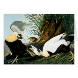Audubon: Eider Duck