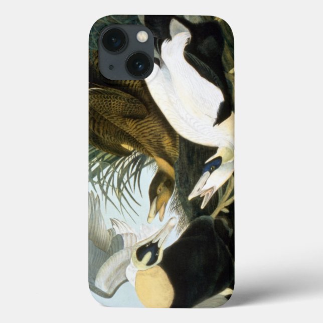 Audubon: Eider Duck Case-Mate iPhone Hülle (Rückseite)