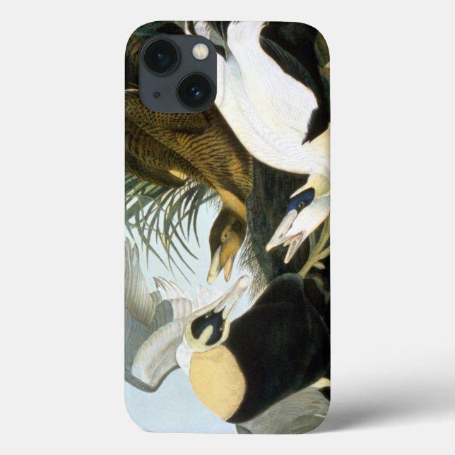 Audubon: Eider Duck Case-Mate iPhone Hülle (Rückseite)