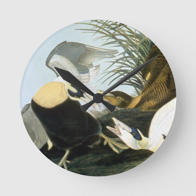 Audubon: Eider Duck Runde Wanduhr (Vorderseite)